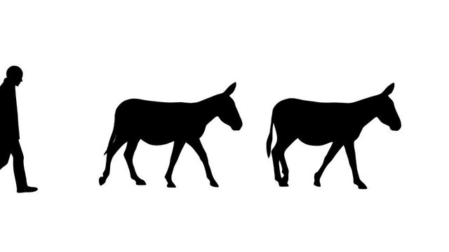 Man walking with donkeys, animation on the white background