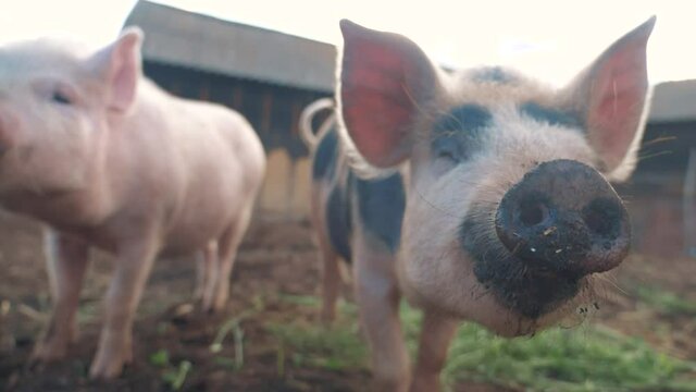 pigs on farm. pig running on farm agribusiness the ground slow motion video. pigs on farm business natural farming concept. pig is digging the ground
