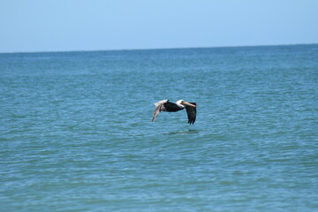 pelicans fishing flying pelican sky bird