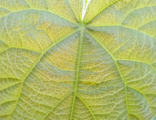 Paulownia Tomentosa leaf texture macro - concept for growing Paulownia