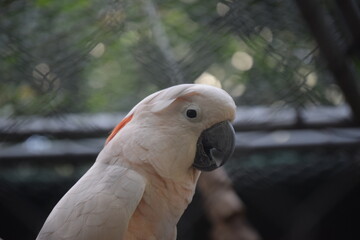 Cockatoos parrots colorful 