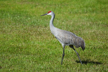Fototapeta premium Sandhill Crane dancing mating large bird tropical feathers wings
