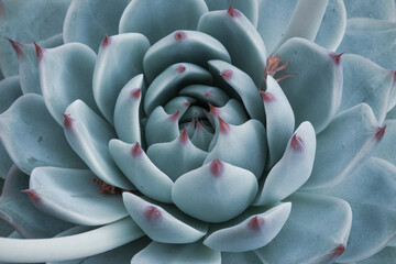 Macro sky blue Succulent Plant. Rosette of Echeveria with thick funny leaves, top view. Texture...
