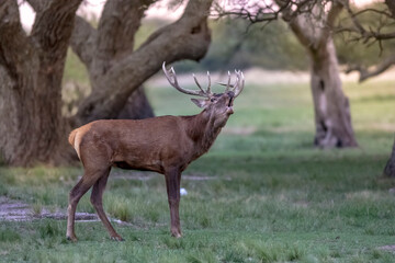 Naklejka na ściany i meble Male Red deer in La Pampa, Argentina, Parque Luro, Nature Reserve