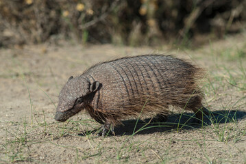 Hairy Armadillo, in grassland environment, Peninsula Valdes, Patagonia, Argentina
