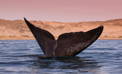Fototapeta premium Whale tail out of water, Peninsula valdes,Patagonia,Argentina.