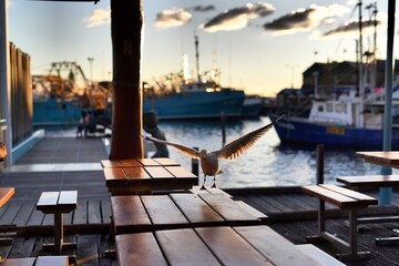 Fototapeta na wymiar seagul and sun, Fremantle, Australia