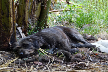 Repos de cette petite chienne sur l'île de la Réunion