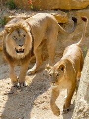 Obraz na płótnie Canvas Vue rapprochée d’un couple de lions 