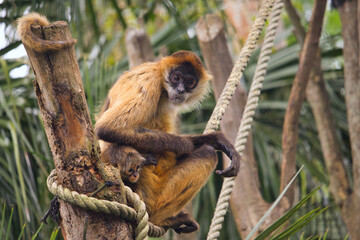 Spider monkey at the Auckland Zoo
