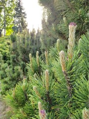 pine tree branches