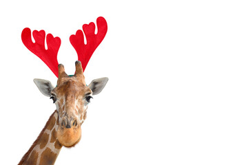 Very funny giraffe head in Christmas Reindeer Antlers Headband isolated on white background. Funny giraffe portrait isolated. Funny giraffe Santa concept. Banner with copy space - obrazy, fototapety, plakaty