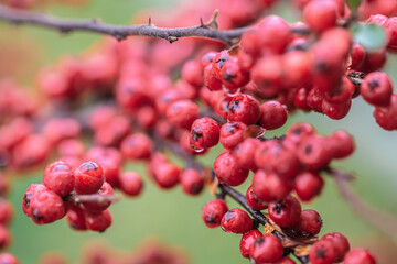Close-up of wild red berries, rowan bush.