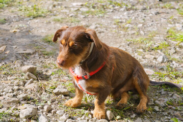 small hunting dog in nature. close up