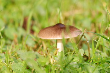 Fungo