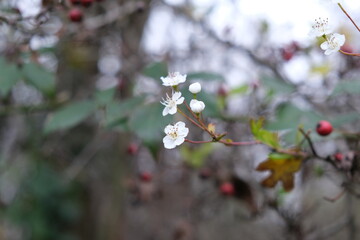 Fiore d'inverno