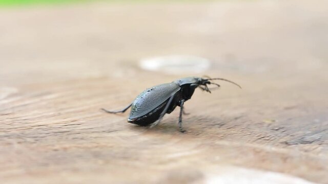 Darkling beetle Superworm or Zophobas morio. Big black bug. slow motion close up