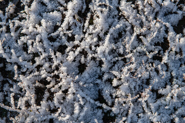 green plants under a thin layer of frost and snow in the winter in the early morning in the sun
