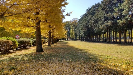 黄色く色づく見事な銀杏並木