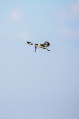 birds in flight