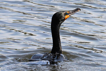 Closeup of a Double Crested Cormorant in water