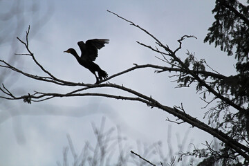 Silhouette of a Cormorant taking off from a tree branch