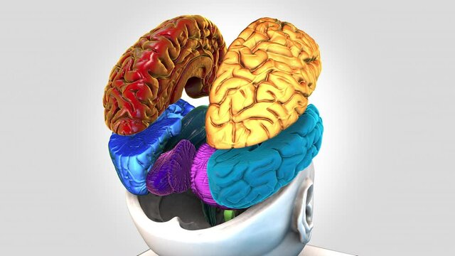 Size Intracranial Brain Structure - rotation zoom out - colored parts-detail - 3d animation model on a white background