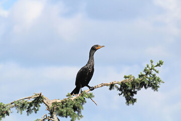 Side view of a Cormorant on a spruce tree branch