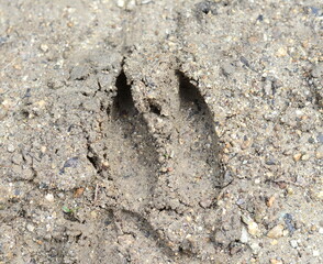 Trace of roe deer on the ground.
