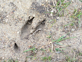 Trace of roe deer on the ground.