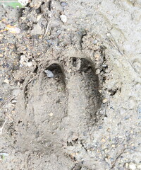 Wild boar's trace on the ground.