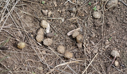 Rabbit droppings on the ground. Rabbit excrement. Hare Poop