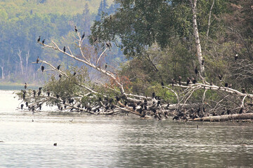 Cormorant birds roosting on a fallen tree over water
