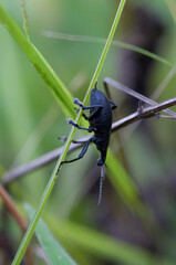 Käfer