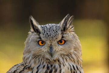 A portrait of an eagle owl next to a forest at a cloudy day in autumn.