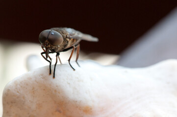 Fliege