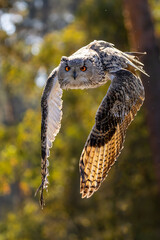 An eagle owl flying over a meadow next to a forest at a cloudy day in autumn.