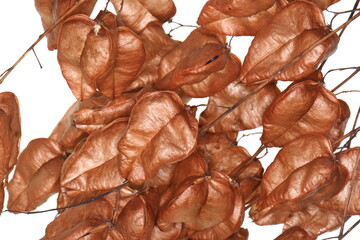 Golden rain tree fruit, pride of India, China tree and varnish tree, Koelreuteria, (Koelreuteria paniculata) isolated ob white background