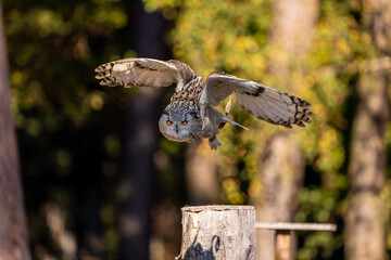 An eagle owl flying over a meadow next to a forest at a cloudy day in autumn.