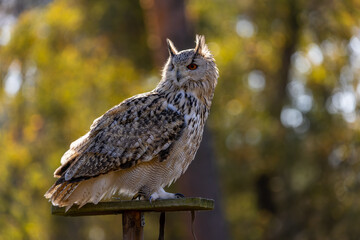 A portrait of an eagle owl next to a forest at a cloudy day in autumn.