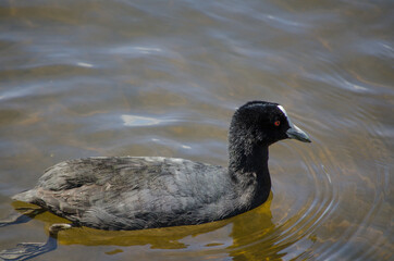 Coot water bird stays alone in the pond at Sydney Park.