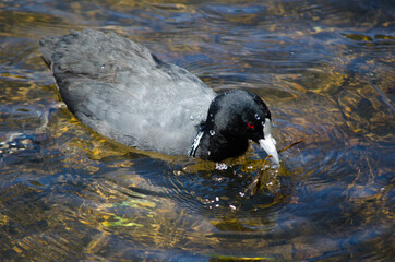 Coot water bird stays alone in the pond at Sydney Park.