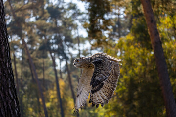 An eagle owl flying over a meadow next to a forest at a cloudy day in autumn.