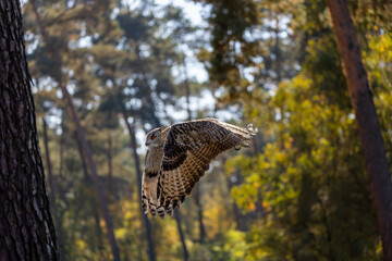 An eagle owl flying over a meadow next to a forest at a cloudy day in autumn.