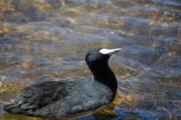 Coot water bird stays alone in the pond at Sydney Park.