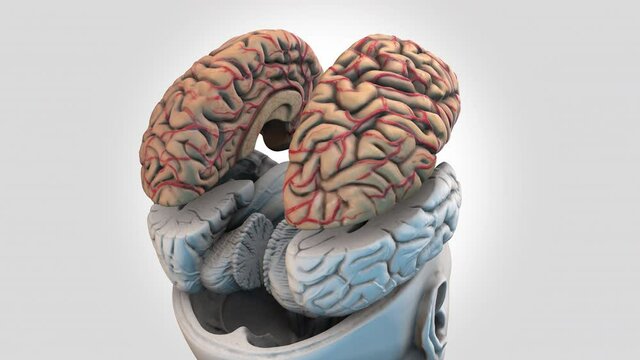 Size Intracranial Brain Structure -Frontal-parietal- rotation zoom out - 3d animation model on a white background