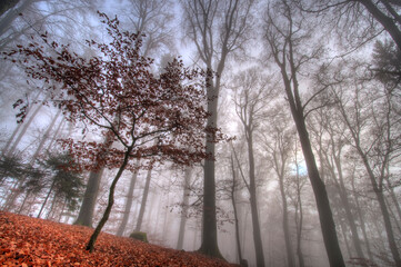 Wald
Nebel