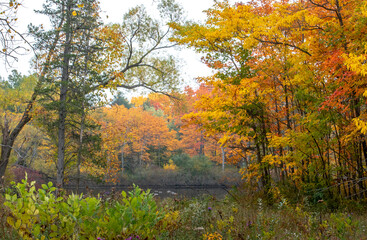 Autumn splendor in Michigan USA, with a small pond and colorful fall leaves