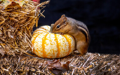 Tiny Chipmunk plays with a small striped pumpkin