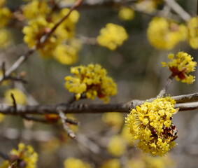branches with flowers of European Cornel (Cornus mas) in early spring. Cornelian cherry, European cornel or Cornelian cherry dogwood (Cornus mas) flovering. Early spring flowers in natural habitat